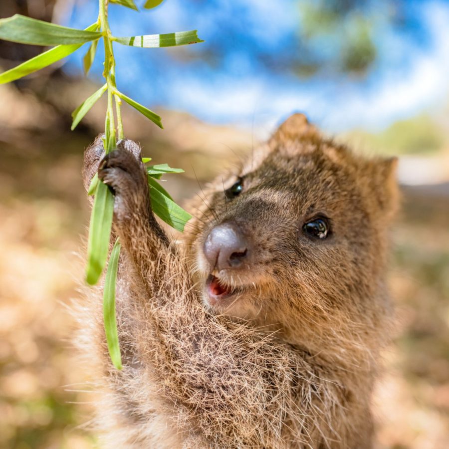 Quokka on Rottnest Island
